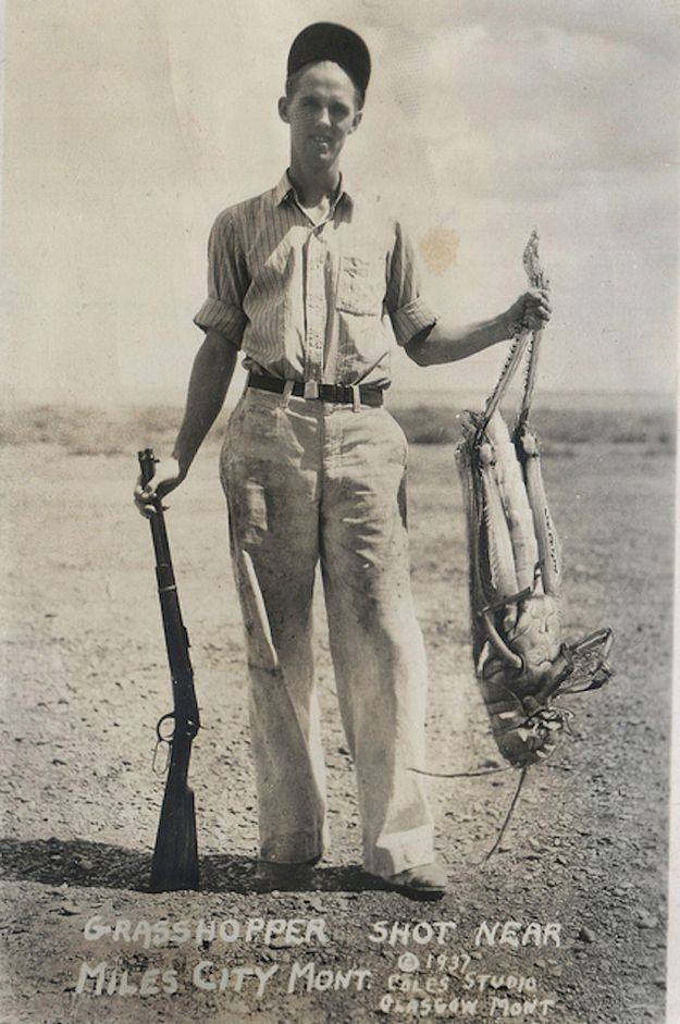 grasshopperfromhell